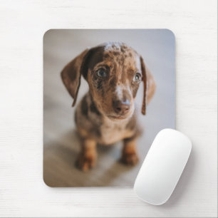 Cutest Baby djur Brown Dachshund Puppy Musmatta