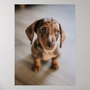 Cutest Baby djur Brown Dachshund Puppy Poster