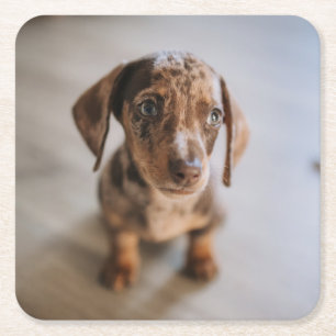 Cutest Baby djur Brown Dachshund Puppy Underlägg Papper Kvadrat