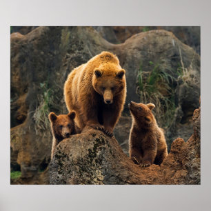 Cutest Baby djur Brun björnfamilj Poster
