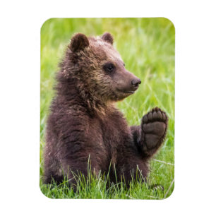 Cutest Baby djur Brunbjörn Unge Wave Magnet