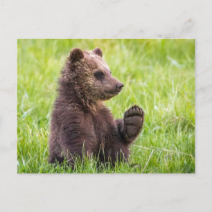 Cutest Baby djur Brunbjörn Unge Wave Vykort