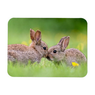 Cutest Baby djur Bunny Kiss Magnet