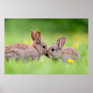 Cutest Baby djur   Bunny Kiss Poster