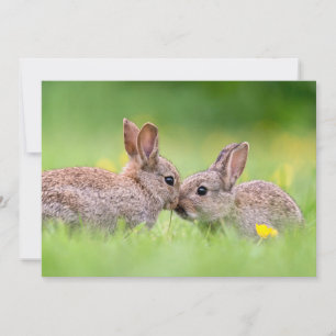 Cutest Baby djur Bunny Kiss Tack Kort