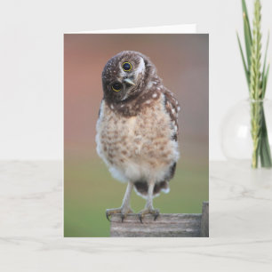 Cutest Baby djur Burrowing Uggla Owlet Kort