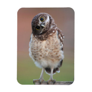 Cutest Baby djur Burrowing Uggla Owlet Magnet