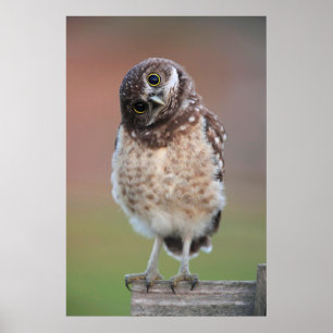 Cutest Baby djur Burrowing Uggla Owlet Poster