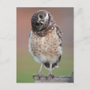 Cutest Baby djur Burrowing Uggla Owlet Vykort