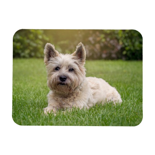Cutest Baby djur | Cairn Terrier Hund Magnet (Horisontell)