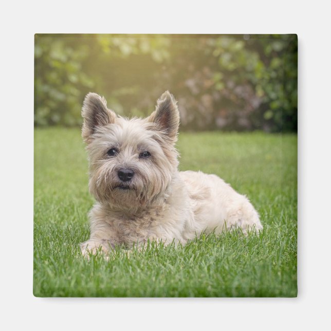 Cutest Baby djur | Cairn Terrier Hund Magnet (Framsidan)