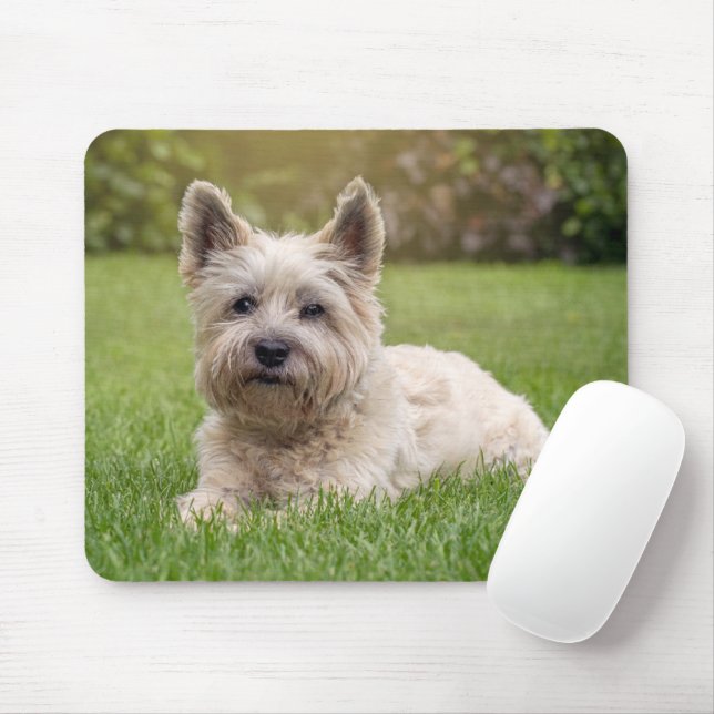 Cutest Baby djur | Cairn Terrier Hund Musmatta (Med mus)