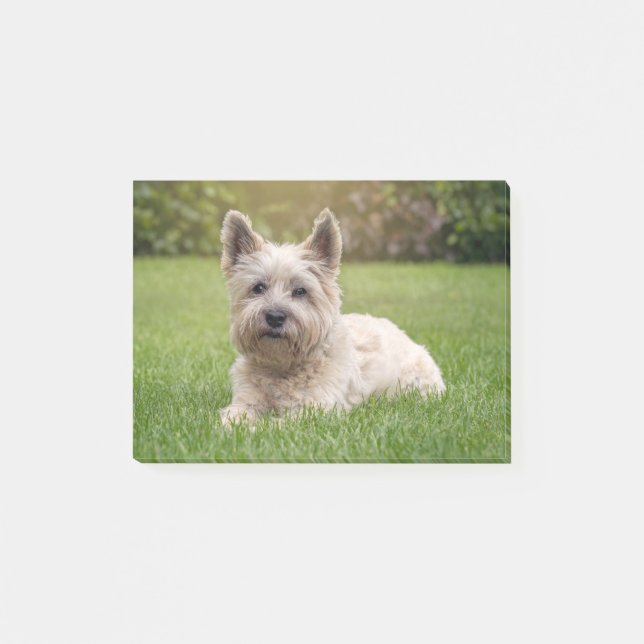 Cutest Baby djur | Cairn Terrier Hund Post-it Block (Framsida)