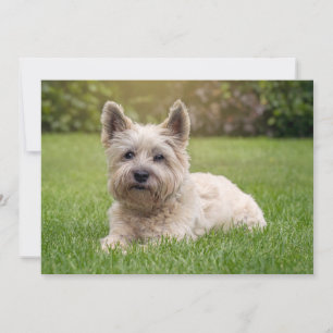 Cutest Baby djur Cairn Terrier Hund Tack Kort