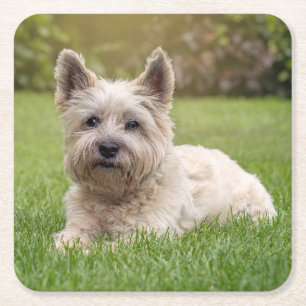Cutest Baby djur Cairn Terrier Hund Underlägg Papper Kvadrat