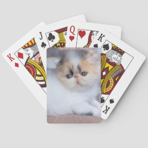 Cutest Baby djur Calico Persian Kitten Casinokort