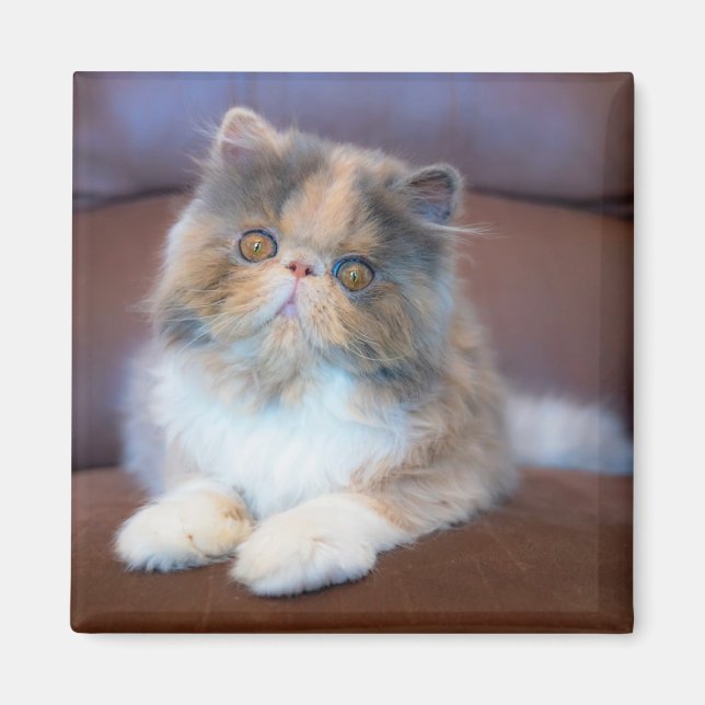 Cutest Baby djur | Calico Persian Kitten Magnet (Framsidan)