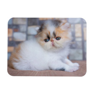 Cutest Baby djur   Calico Persian Kitten Magnet