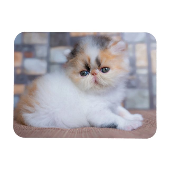 Cutest Baby djur | Calico Persian Kitten Magnet (Horisontell)