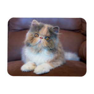Cutest Baby djur Calico Persian Kitten Magnet