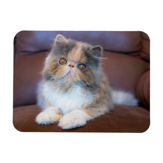 Cutest Baby djur | Calico Persian Kitten Magnet (Horisontell)