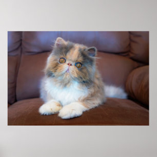 Cutest Baby djur   Calico Persian Kitten Poster