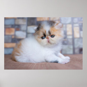 Cutest Baby djur Calico Persian Kitten Poster