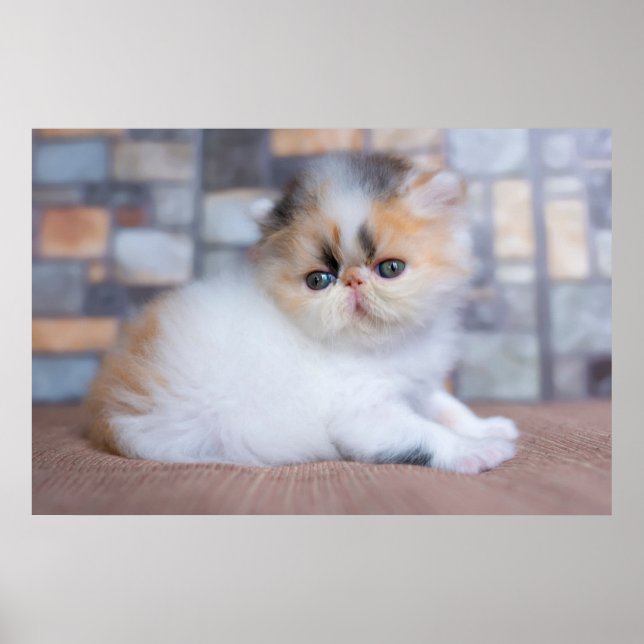 Cutest Baby djur | Calico Persian Kitten Poster (Framsidan)