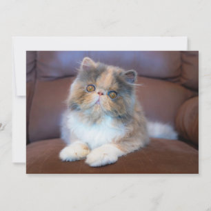 Cutest Baby djur Calico Persian Kitten Tack Kort