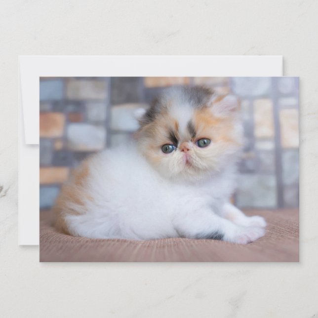 Cutest Baby djur | Calico Persian Kitten Tack Kort (Framsida)