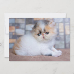 Cutest Baby djur Calico Persian Kitten Tack Kort