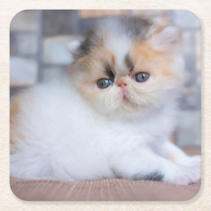 Cutest Baby djur Calico Persian Kitten Underlägg Papper Kvadrat