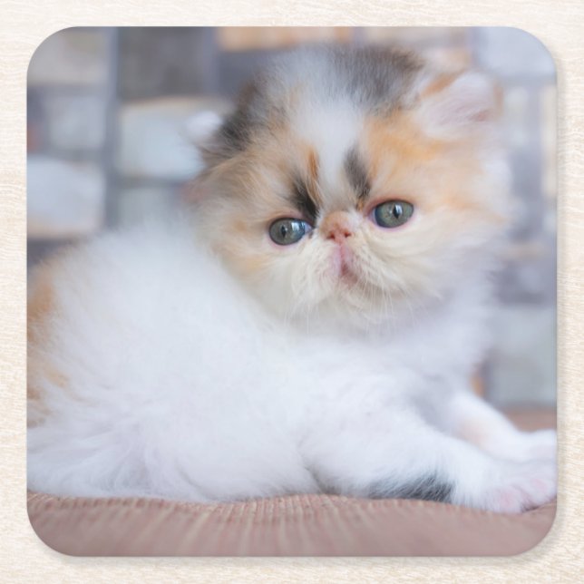 Cutest Baby djur | Calico Persian Kitten Underlägg Papper Kvadrat (Framsidan)