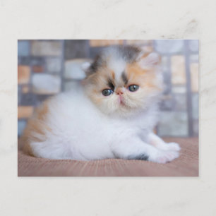 Cutest Baby djur   Calico Persian Kitten Vykort