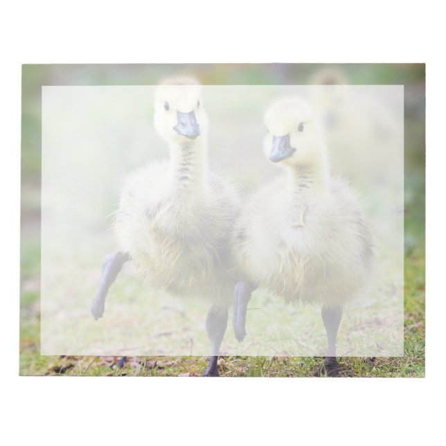 Cutest Baby djur | Canadian Goose Goslings Anteckningsblock (Framsida)