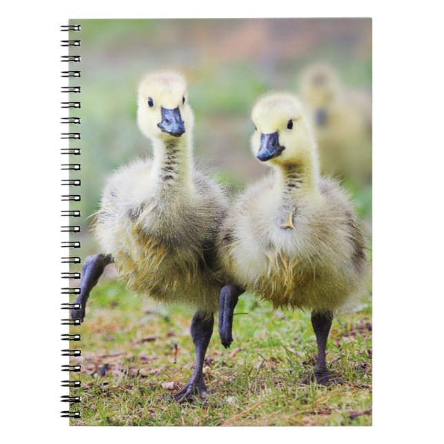 Cutest Baby djur | Canadian Goose Goslings Anteckningsbok (Framsidan)