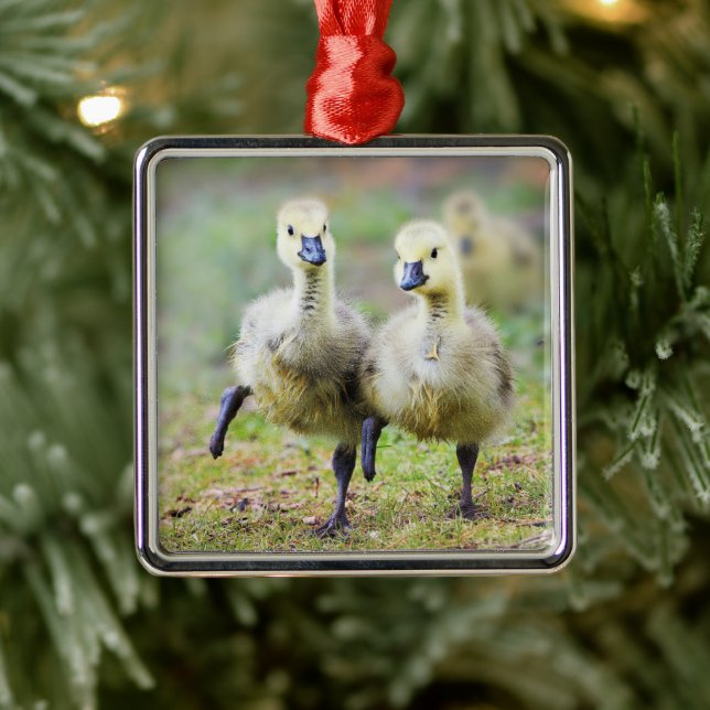 Cutest Baby djur | Canadian Goose Goslings Julgransprydnad Metall (Träd)