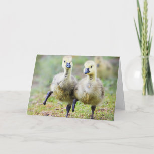 Cutest Baby djur Canadian Goose Goslings Kort