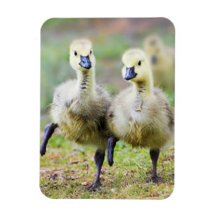 Cutest Baby djur   Canadian Goose Goslings Magnet