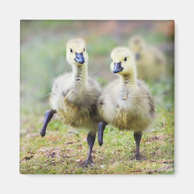 Cutest Baby djur | Canadian Goose Goslings Magnet (Framsidan)