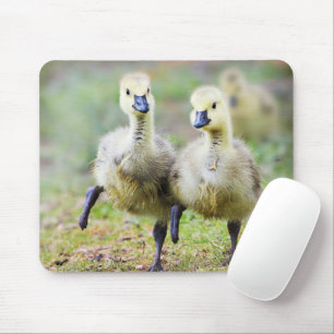 Cutest Baby djur Canadian Goose Goslings Musmatta