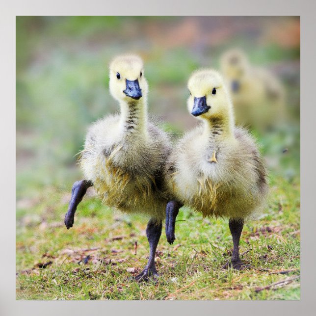 Cutest Baby djur | Canadian Goose Goslings Poster (Framsidan)