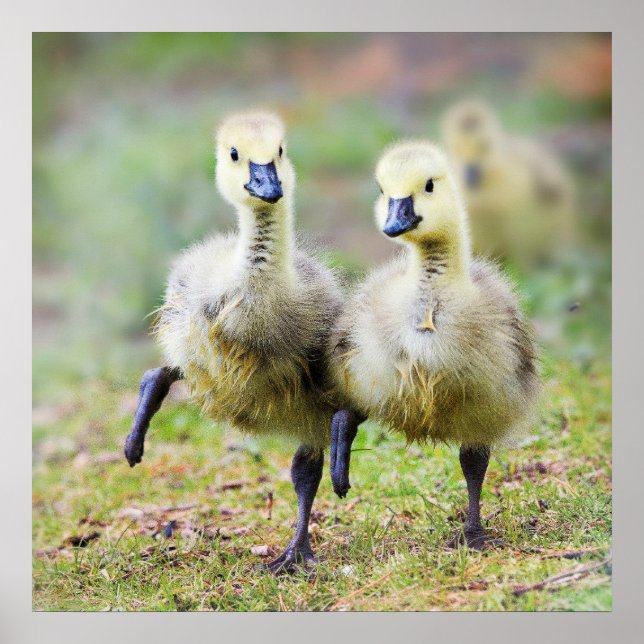 Cutest Baby djur | Canadian Goose Goslings Poster (Framsidan)
