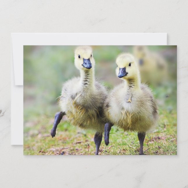 Cutest Baby djur | Canadian Goose Goslings Tack Kort (Framsida)