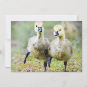 Cutest Baby djur Canadian Goose Goslings Tack Kort