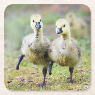Cutest Baby djur Canadian Goose Goslings Underlägg Papper Kvadrat
