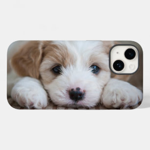 Cutest Baby djur Cavashon Puppy