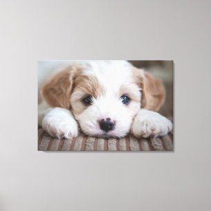 Cutest Baby djur   Cavashon Puppy Canvastryck