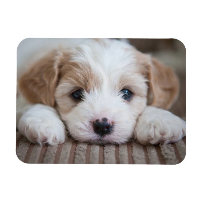 Cutest Baby djur | Cavashon Puppy Magnet (Horisontell)