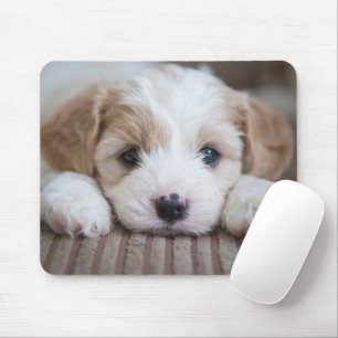 Cutest Baby djur Cavashon Puppy Musmatta